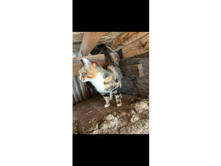 FOUND CAT!
