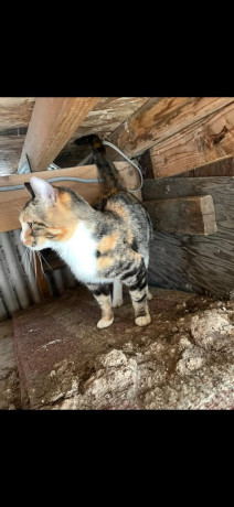 found-cat-big-0