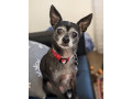lost-dog-small-1