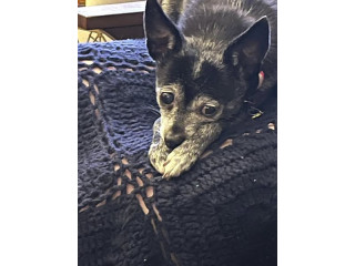 LOST DOG: