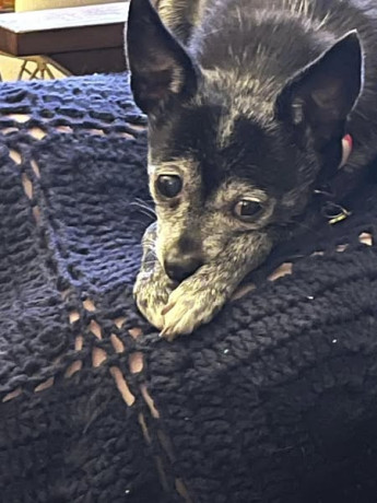 lost-dog-big-0
