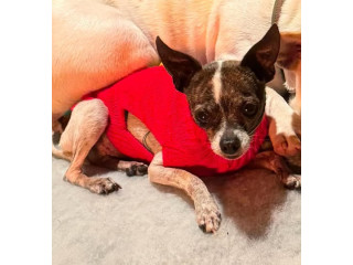 Chihuahua (Tiger) ran away today