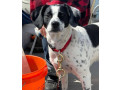 lost-dog-small-0