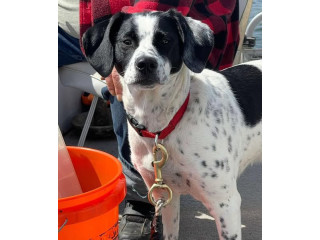 Lost Dog