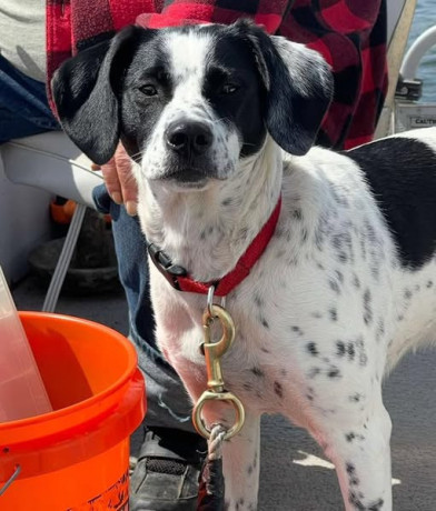 lost-dog-big-0