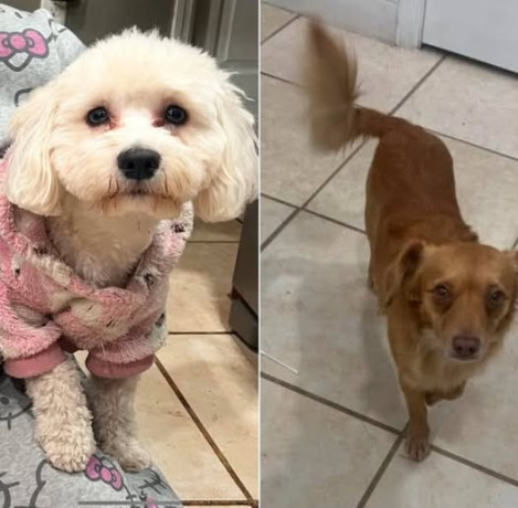 2-missing-dogs-big-0