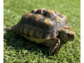 lost-tortoise-small-0