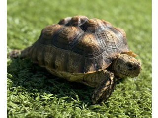 LOST TORTOISE