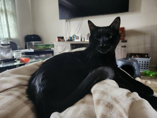 lost-cat-big-0