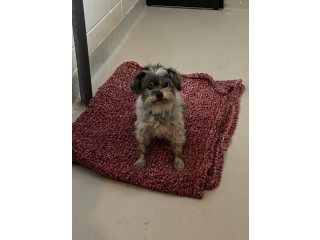 Found dog