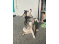 mabel-is-missing-small-1