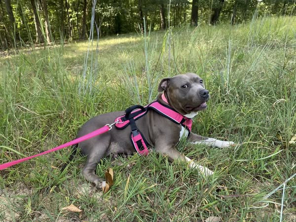 lost-dog-in-lebanon-junction-big-0