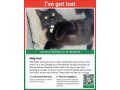 lost-cat-please-share-small-0