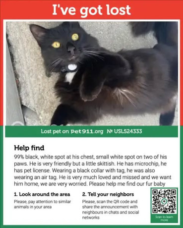 lost-cat-please-share-big-0