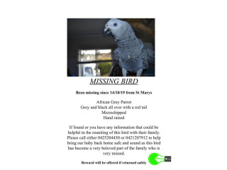 Pet missing from Sydney
