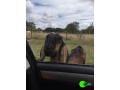 anglo-nubian-goat-missing-from-richmond-road-small-0