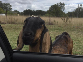 Anglo Nubian goat missing from Richmond Road