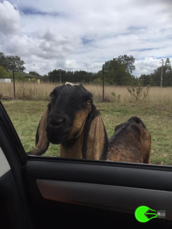 anglo-nubian-goat-missing-from-richmond-road-big-0