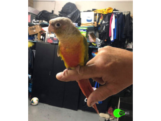 Found pet at Cinnamon Green Cheek Conure in Avondale Heights
