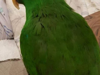 Parrot missing from South Granville