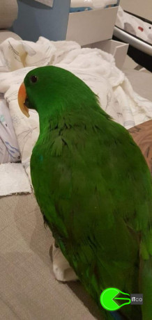 parrot-missing-from-south-granville-big-0