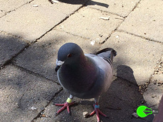 Found a pigeon at Rozelle