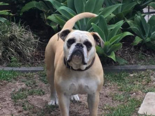 Pet missing from Clarke St Narrabeen NSW