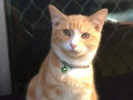 cat-missing-from-greenacre-small-0