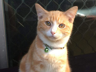 Cat missing from Greenacre
