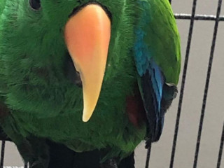 Bird stolen from greenacre