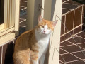 ginger-cat-missing-from-roselands-small-0