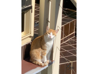 Ginger cat missing from Roselands