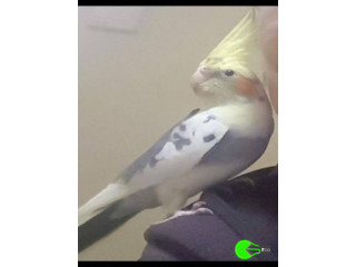 Cockateil breed bird missing from Gympie