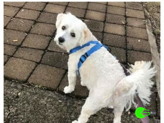 Pet missing from Vaucluse
