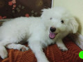 pet-missing-from-thana-street-small-0