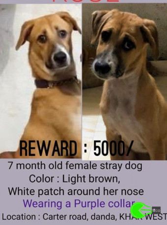 dog-missing-from-carter-road-danda-big-0