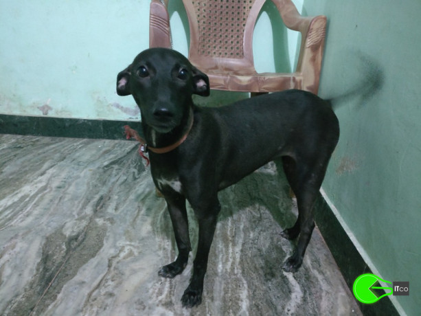 pet-found-in-velachery-chennai-big-0