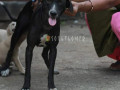 dog-missing-from-marol-mumbai-small-0