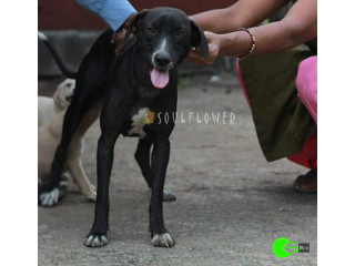 Dog missing from Marol, Mumbai