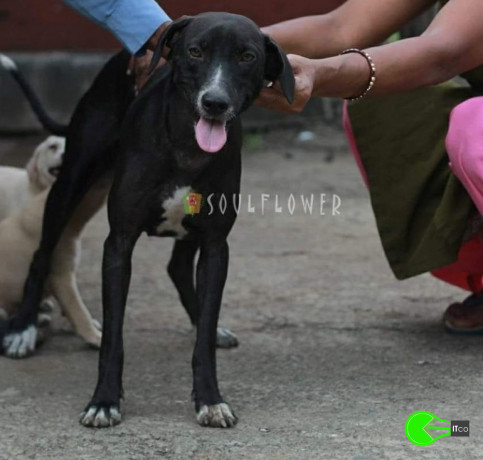 dog-missing-from-marol-mumbai-big-0
