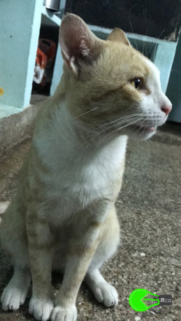 male-ginger-cat-lost-five-days-back-responds-to-meow-kutty-2-years-old-lost-near-ambattur-ot-krishnapuram-finders-will-be-rewarded-with-huge-sum-big-1