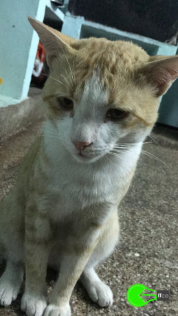 male-ginger-cat-lost-five-days-back-responds-to-meow-kutty-2-years-old-lost-near-ambattur-ot-krishnapuram-finders-will-be-rewarded-with-huge-sum-big-0