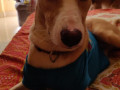 puppy-missing-from-panvel-small-1