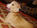 puppy-missing-from-panvel-small-0