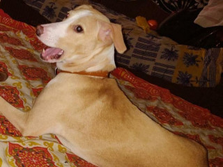 Puppy missing from panvel
