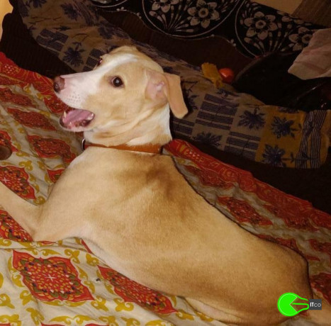 puppy-missing-from-panvel-big-0