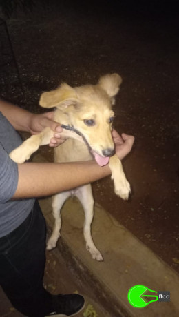 puppy-found-big-0