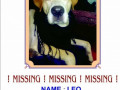 pet-missing-from-bhayander-small-0