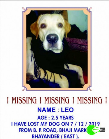 pet-missing-from-bhayander-big-0