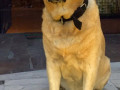 lost-my-dog-in-moradabad-small-1